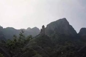 合肥高架桥惊现野猪，城市野趣与生态平衡如何平衡？
