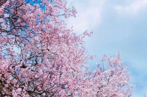 疫情期间必须做的事（疫情期间需要做些什么）