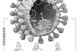 新冠病毒的全名及其背后的科学故事