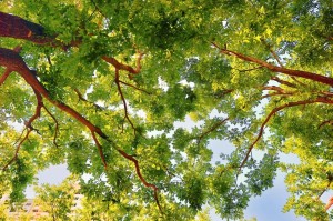 玩家攻略“皇冠十三水”果然有挂!是不是有挂