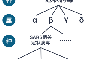 从SARS到COVID-19，病毒命名的演变与科学背后的故事