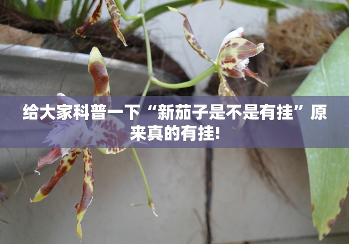 给大家科普一下“新茄子是不是有挂”原来真的有挂! 给大家科普一下“新茄子是不是有挂”原来真的有挂!