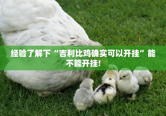 经验了解下“吉利比鸡确实可以开挂”能不能开挂!