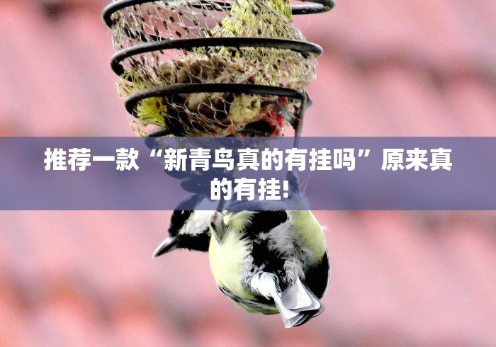 推荐一款“新青鸟真的有挂吗”原来真的有挂!