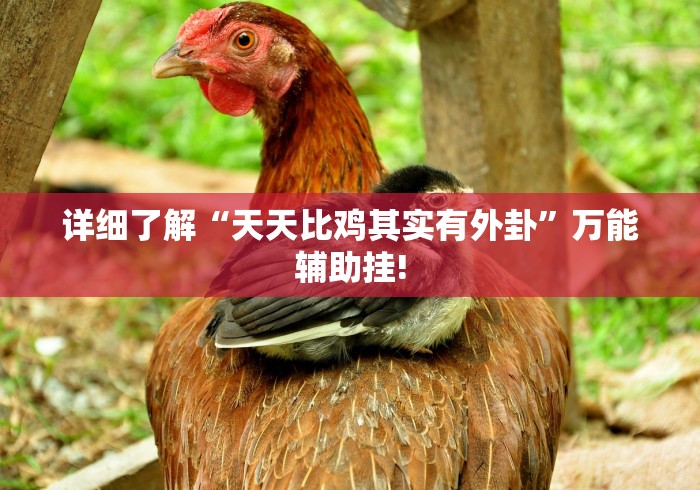 详细了解“天天比鸡其实有外卦”万能辅助挂!