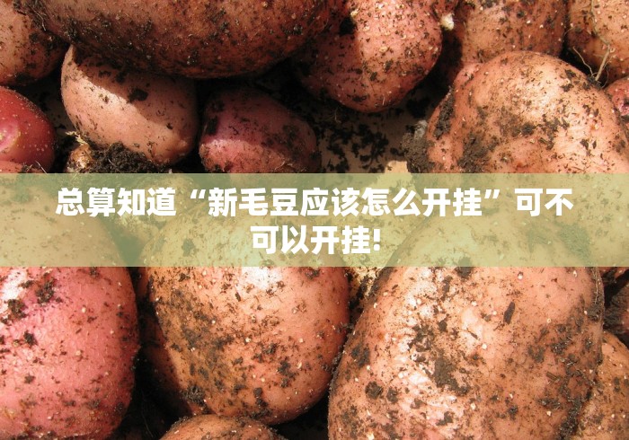 总算知道“新毛豆应该怎么开挂”可不可以开挂!