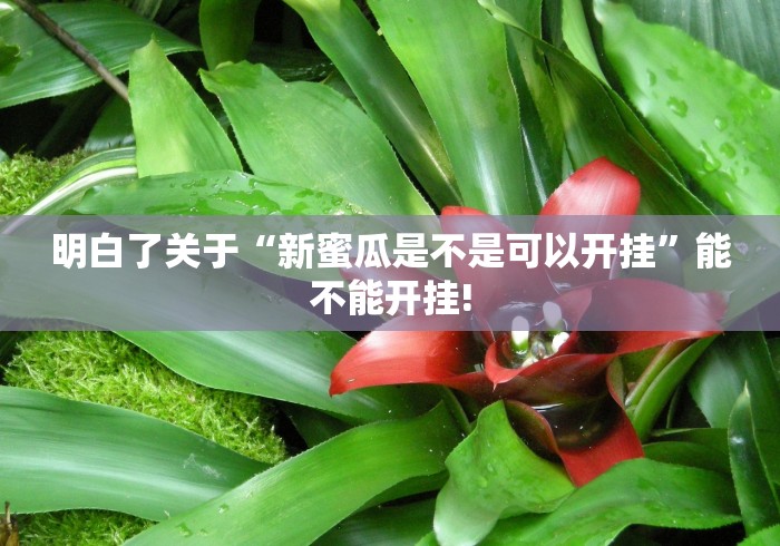 明白了关于“悠闲麻将川南确实可以开挂”当真可以开挂!