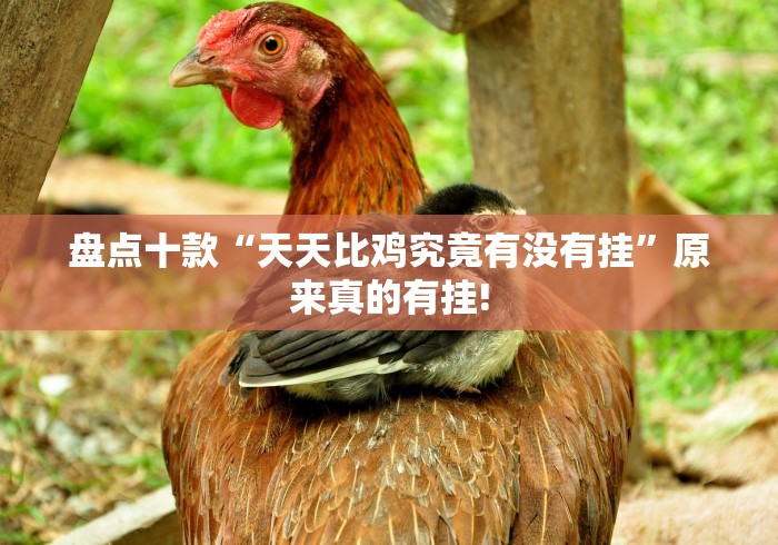 盘点十款“天天比鸡究竟有没有挂”原来真的有挂!